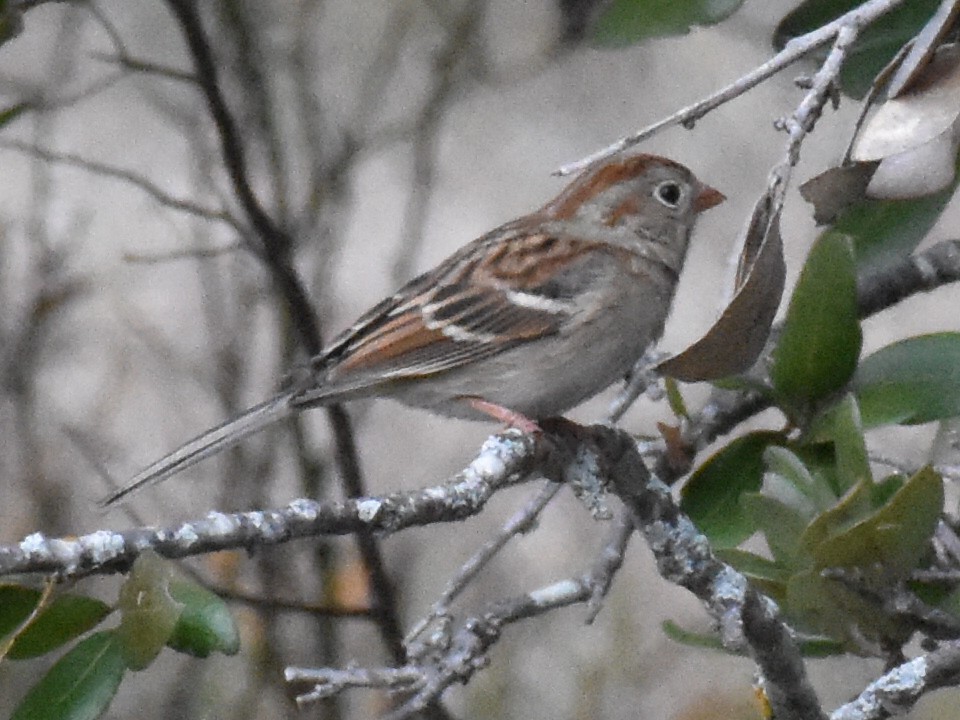 Field Sparrow - ML195290661