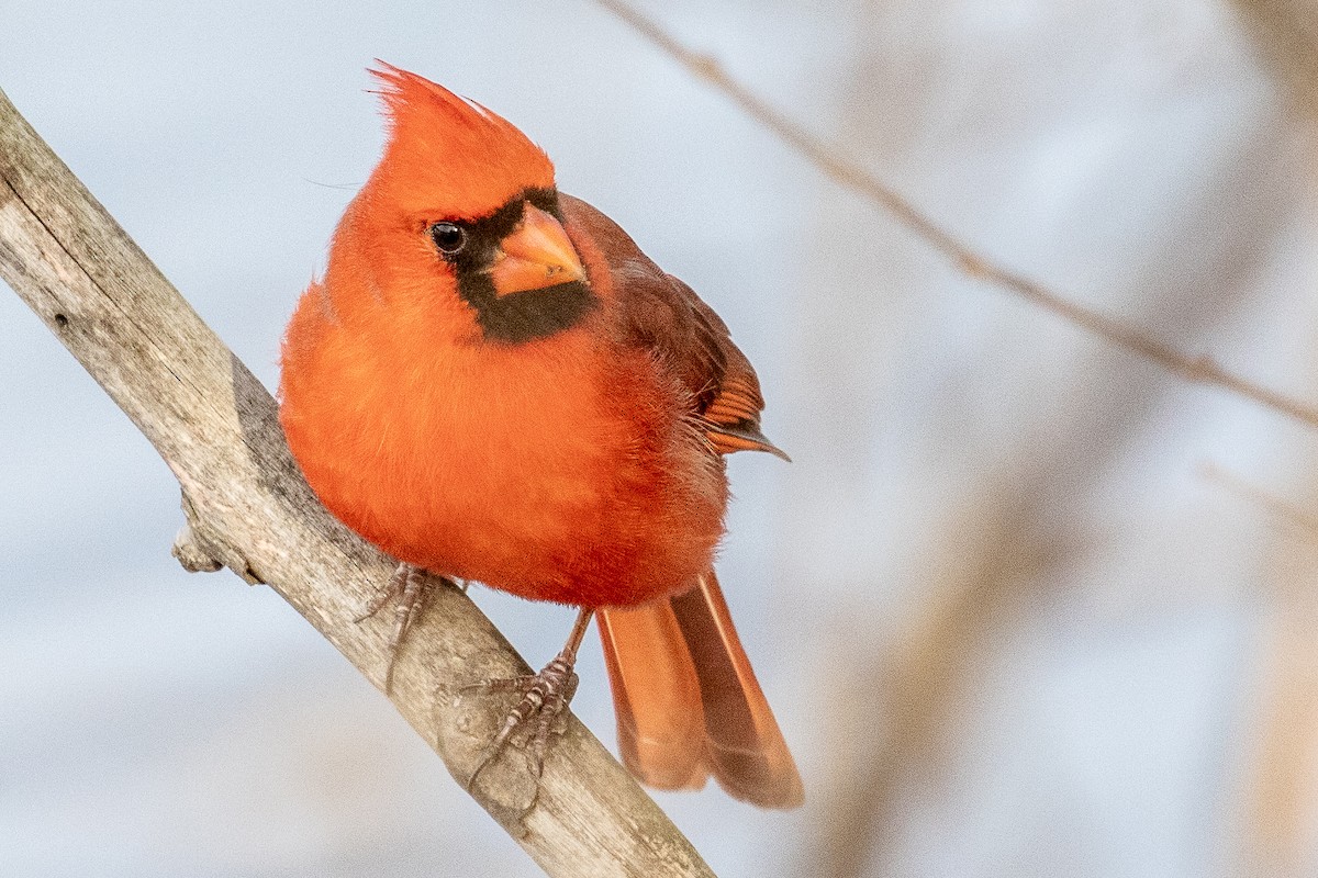 Northern Cardinal - Bill Wood