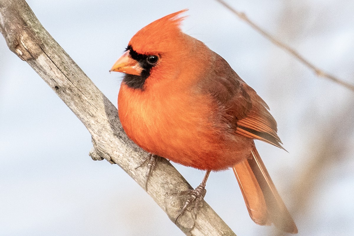 Northern Cardinal - ML195292421