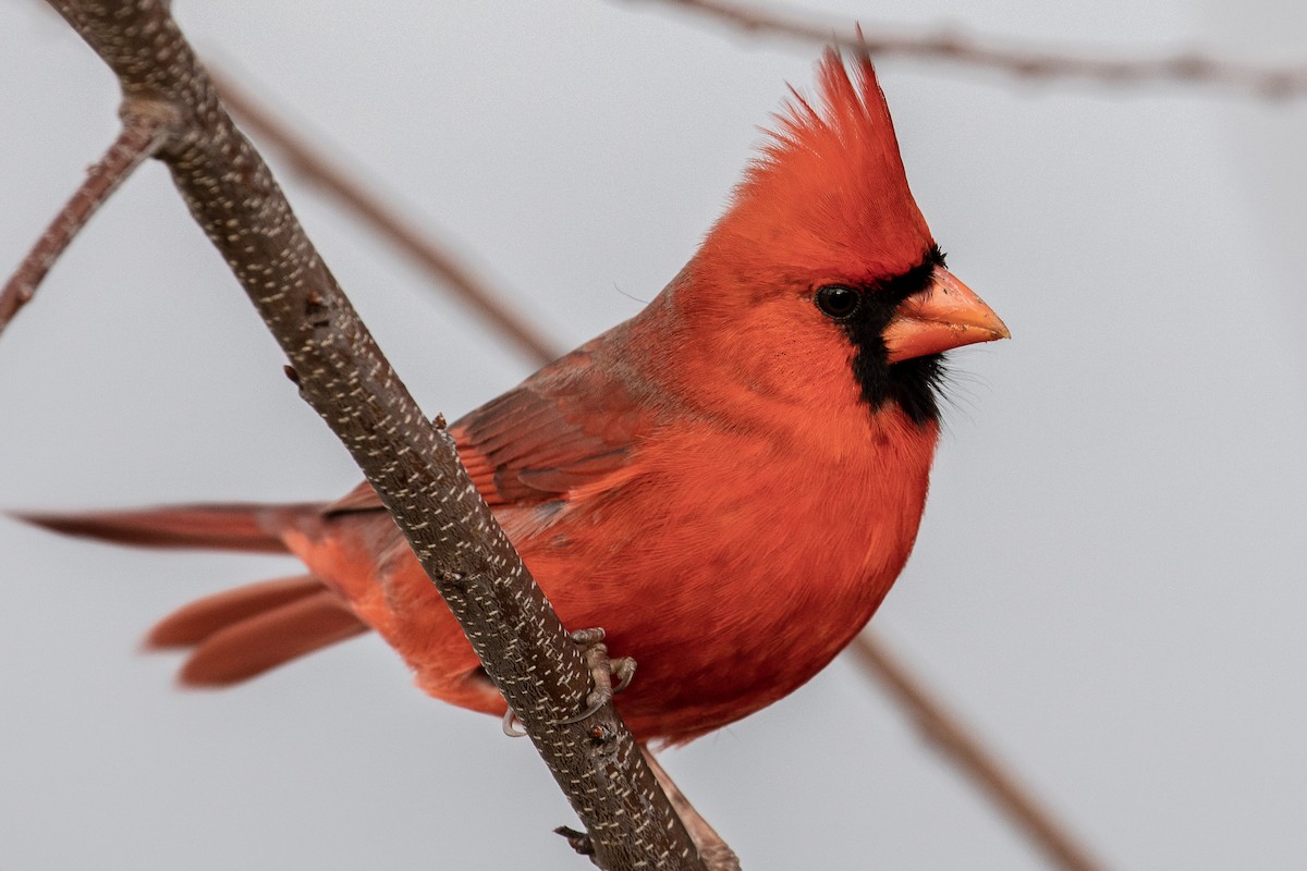 Northern Cardinal - ML195292491