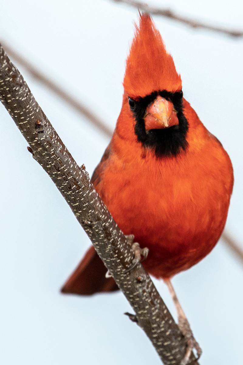 Northern Cardinal - ML195292581