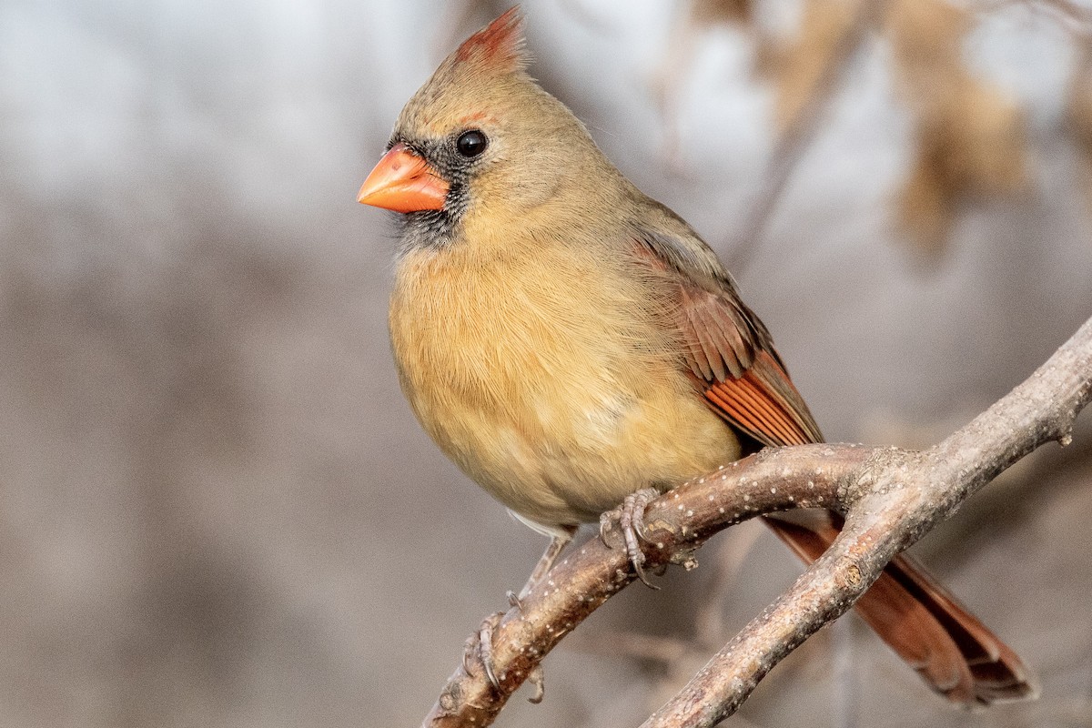 Northern Cardinal - Bill Wood