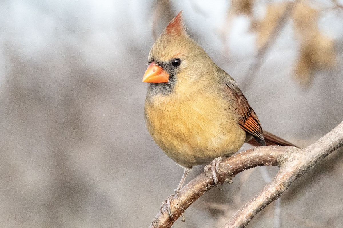 Northern Cardinal - ML195292731