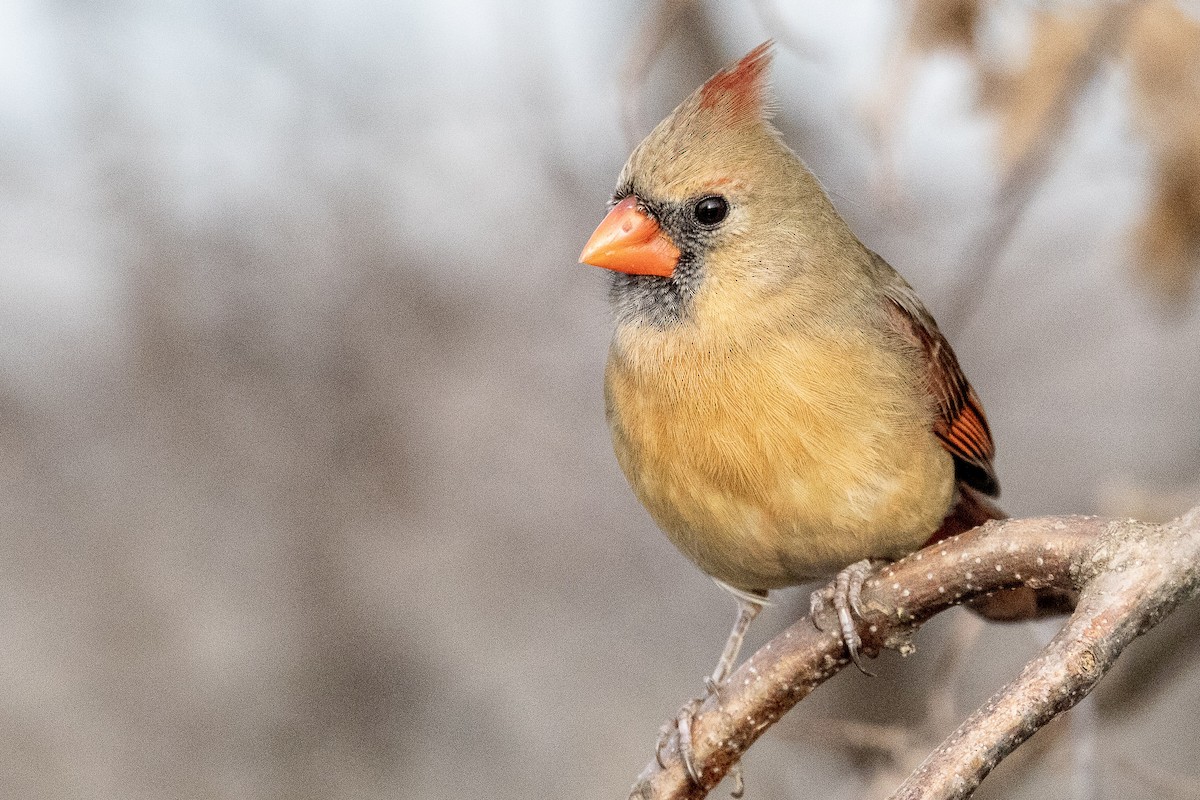 Northern Cardinal - ML195292741