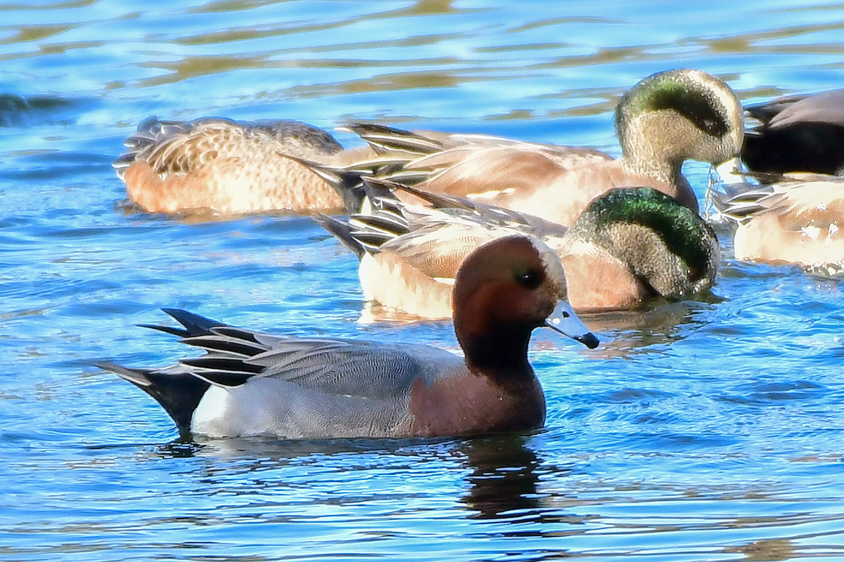 Eurasian Wigeon - ML195293551