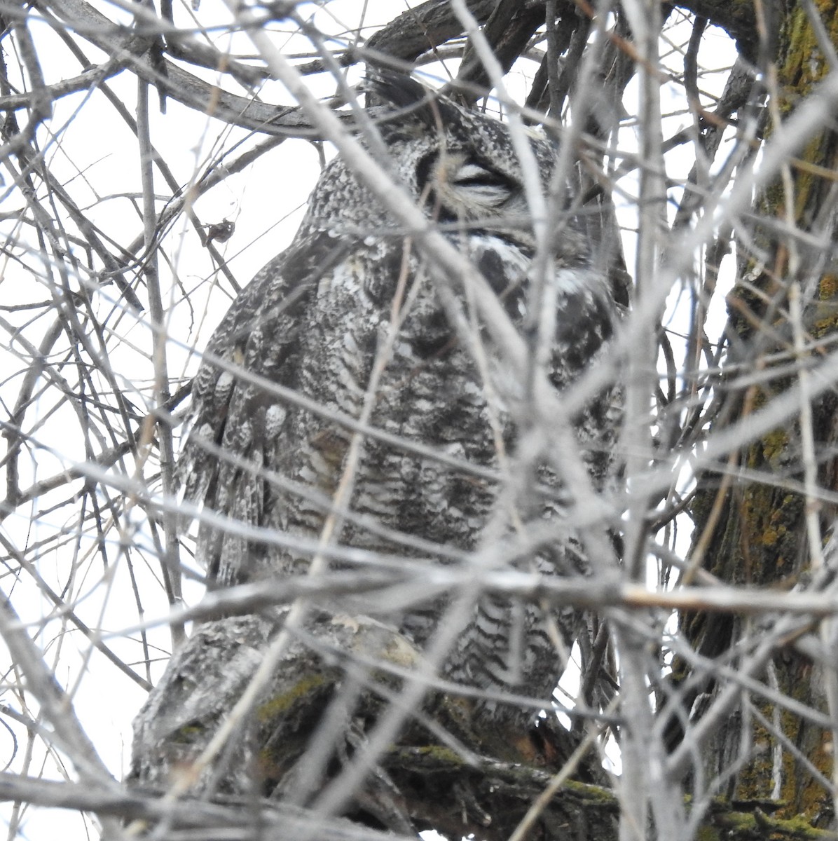 Great Horned Owl - ML195293881