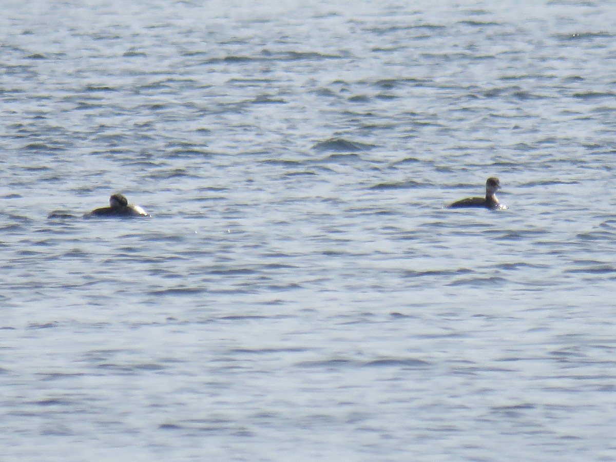 Red-necked Grebe - ML195294011