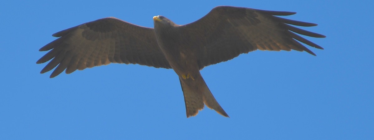 Black Kite (Yellow-billed) - ML195294021