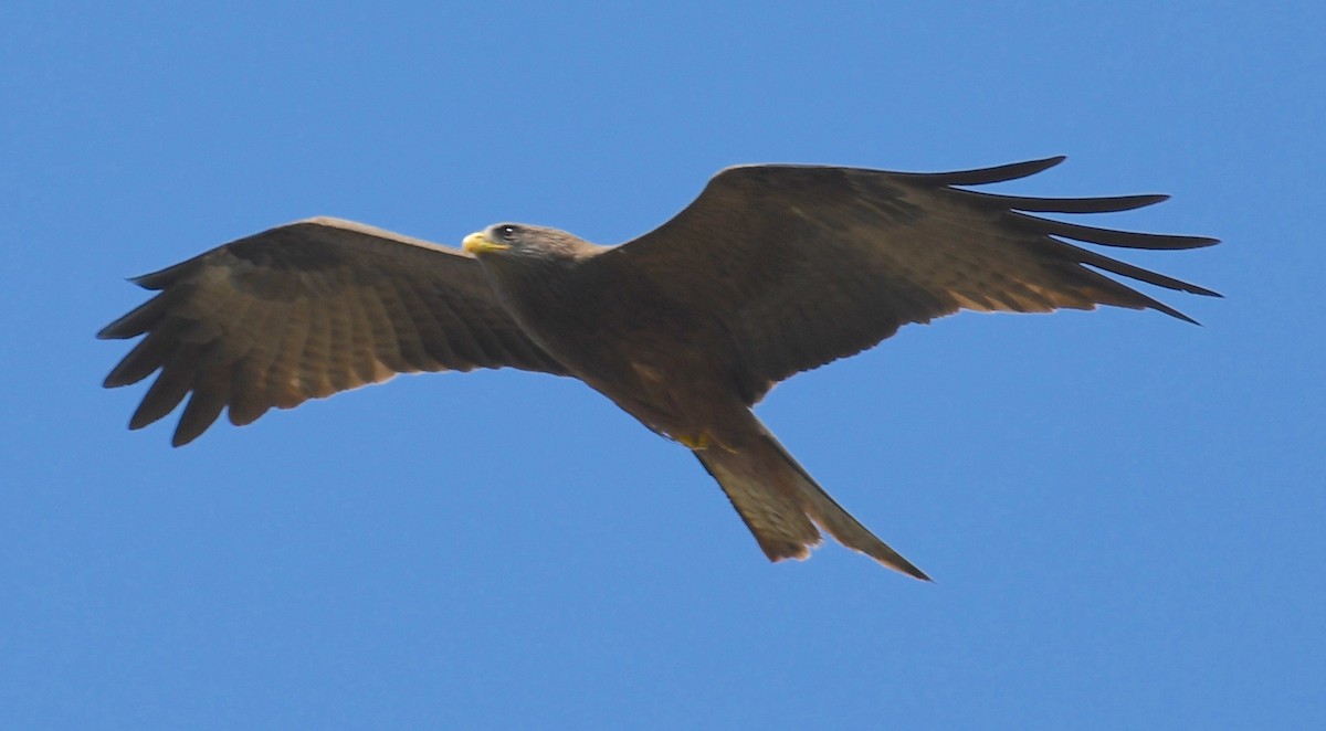 Black Kite (Yellow-billed) - Theresa Bucher