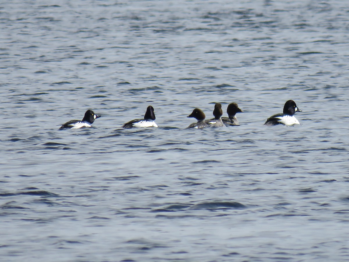 Common Goldeneye - ML195294411