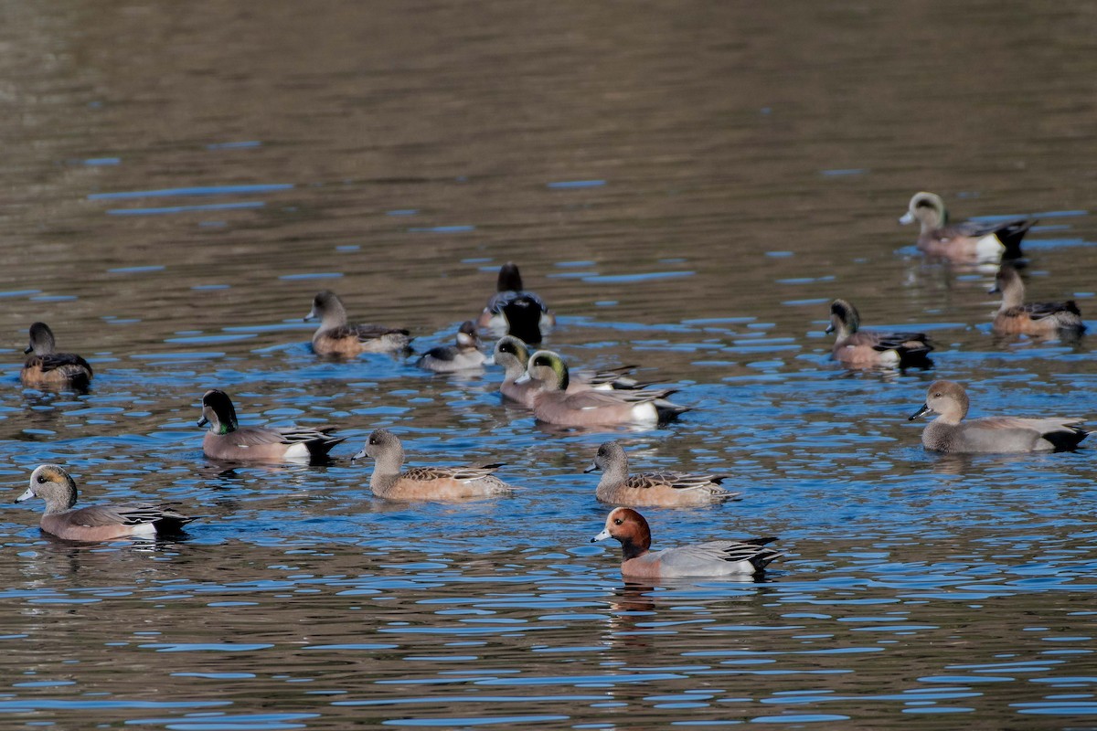 Eurasian Wigeon - ML195294481