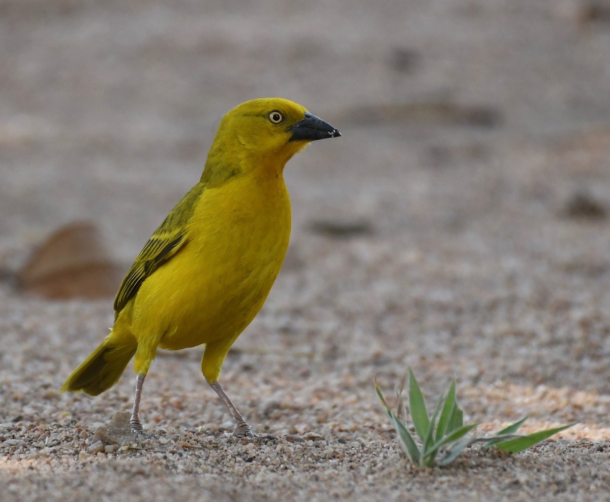 Holub's Golden-Weaver - Theresa Bucher