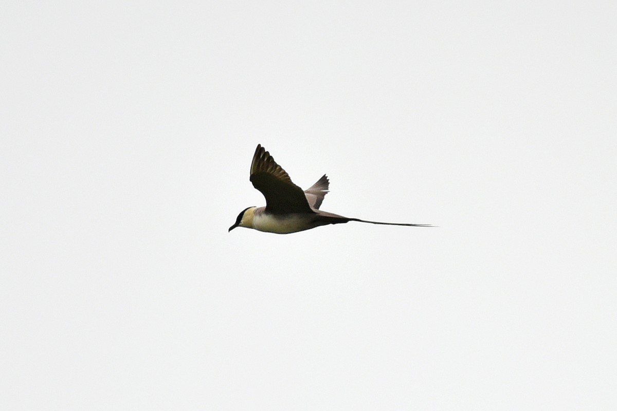 Long-tailed Jaeger - Tina Alianiello  🦜