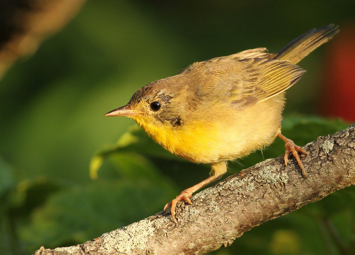 Common Yellowthroat - ML195296241