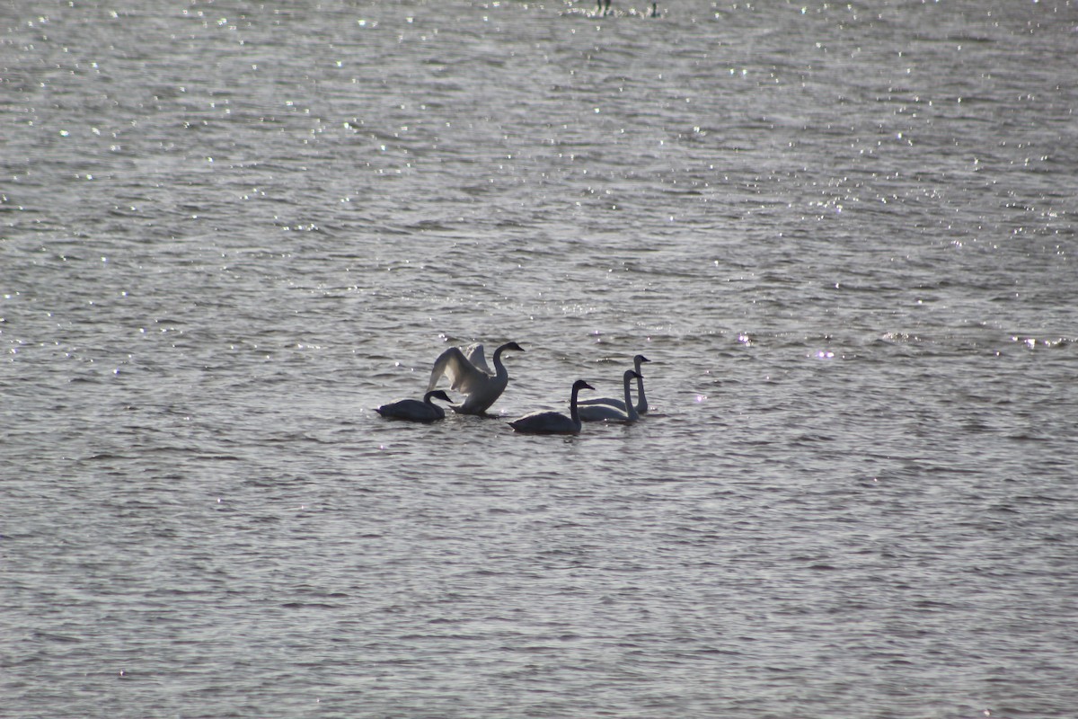 Tundra Swan - ML195297041