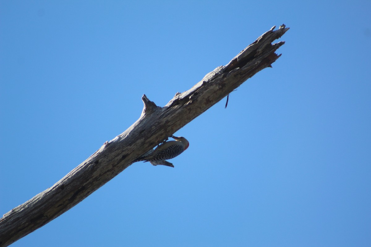 Red-bellied Woodpecker - Alex Hachtman