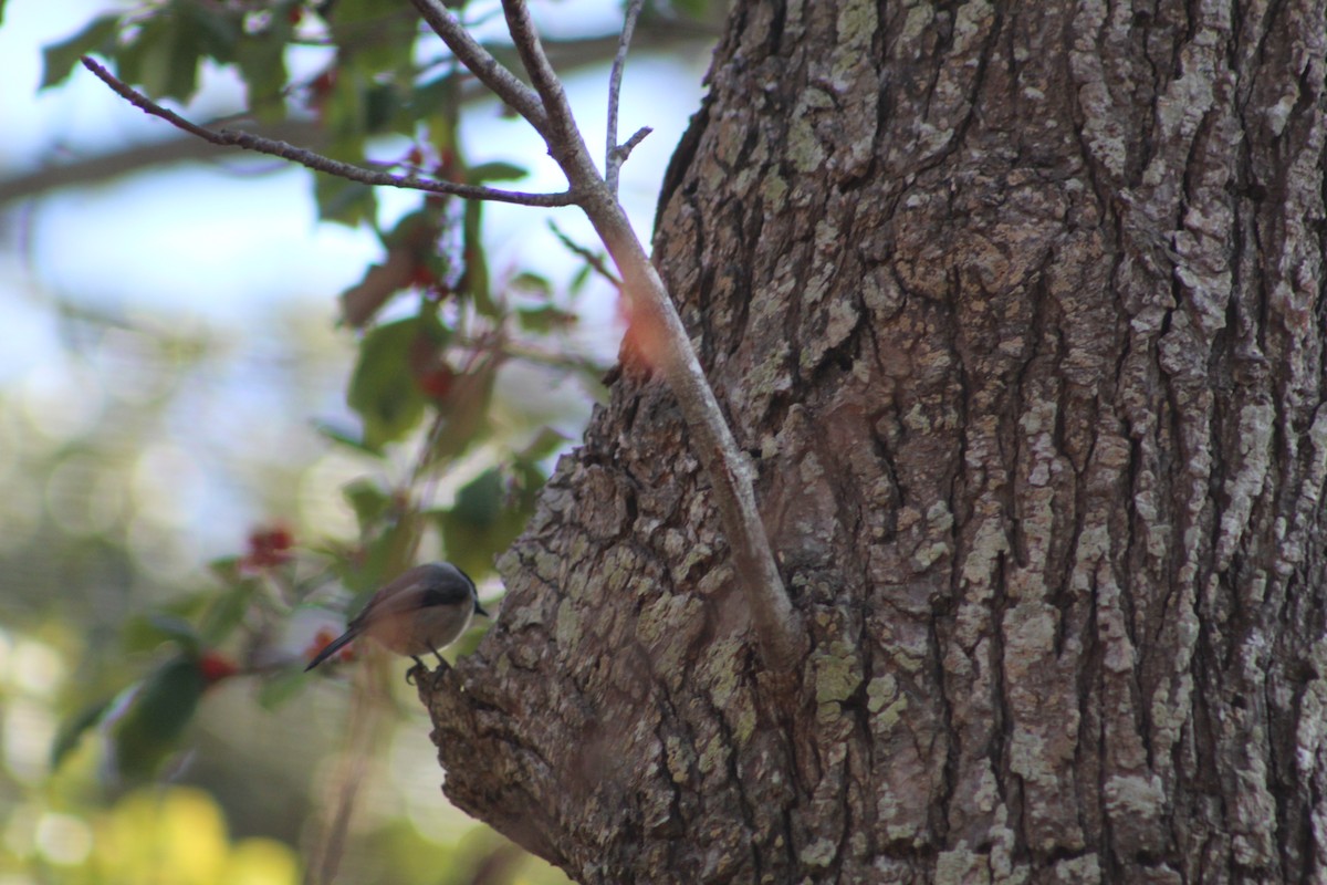 Carolina Chickadee - ML195297291