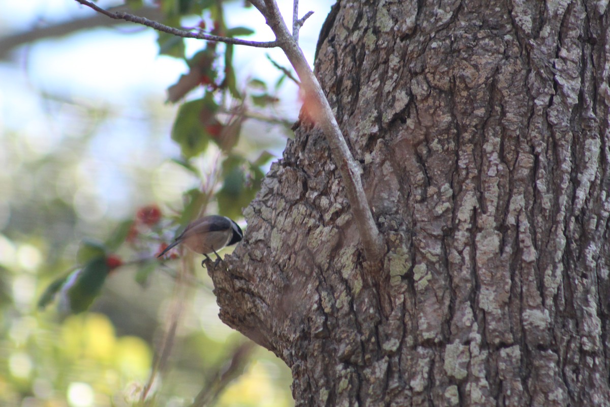 Carolina Chickadee - ML195297311