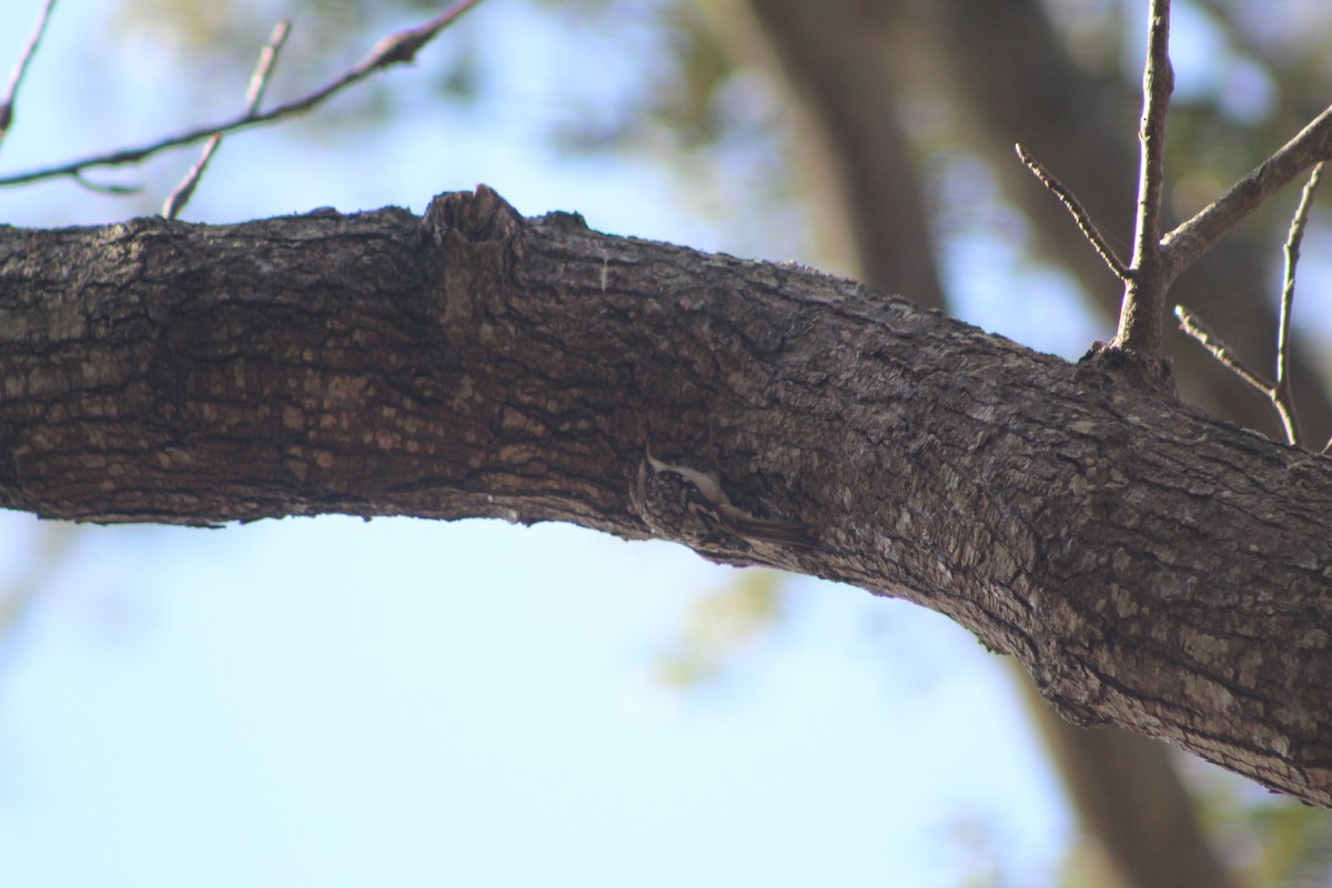 Brown Creeper - ML195297491