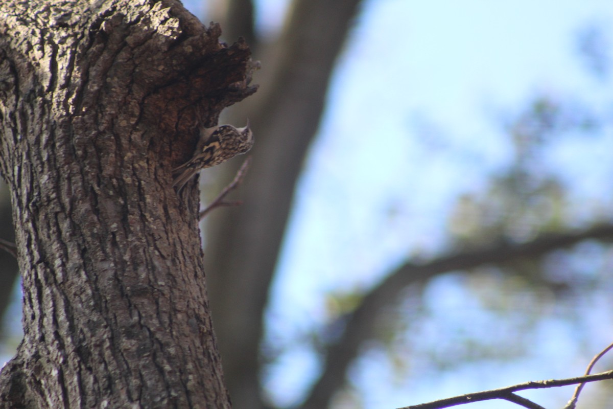 Brown Creeper - ML195297501