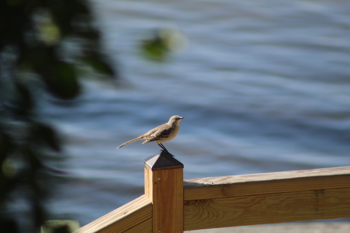 Northern Mockingbird - ML195297621