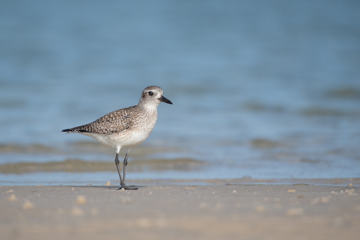 Black-bellied Plover - ML195299211