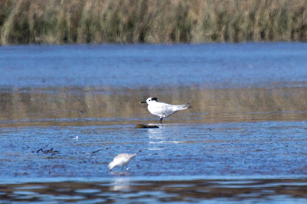 Sandwich Tern - ML195299401