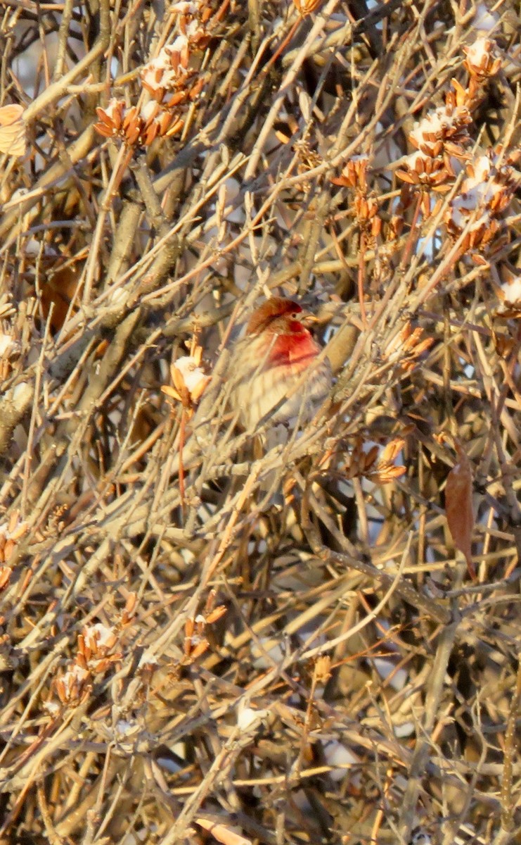 House Finch - ML195299661