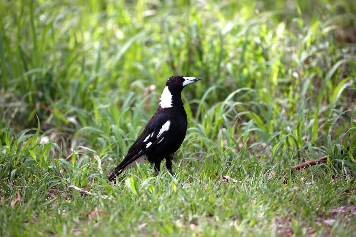 Australian Magpie (Black-backed) - ML195299751