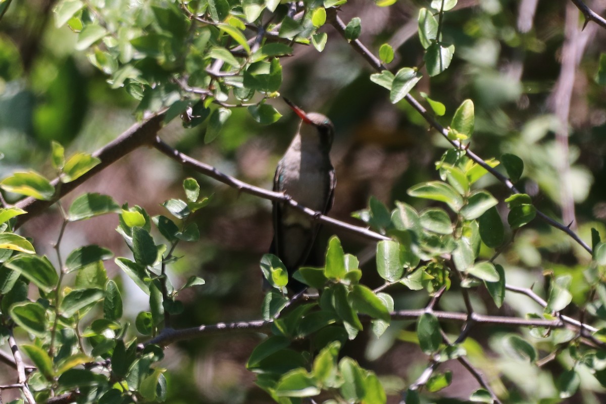 Glittering-bellied Emerald - ML195299931
