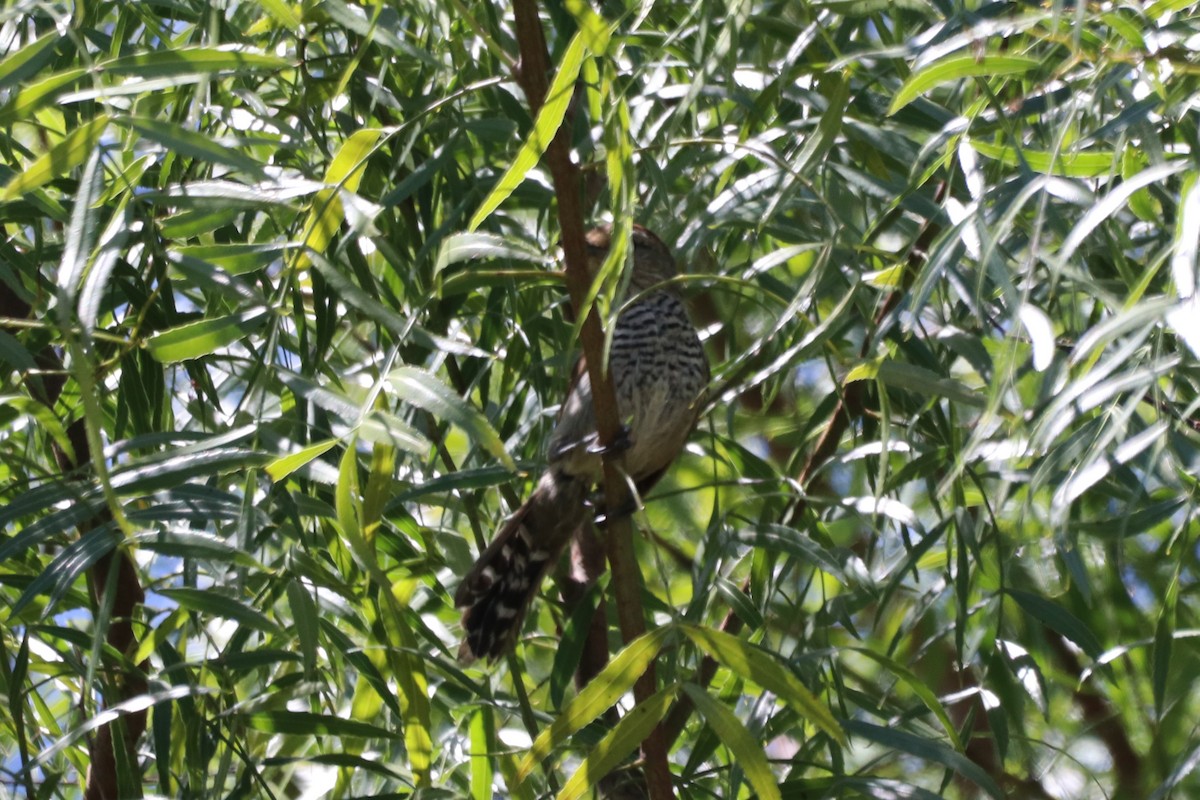 Rufous-capped Antshrike - ML195300031