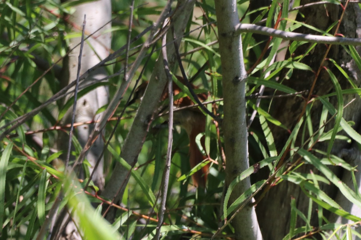 Yellow-chinned Spinetail - ML195300111