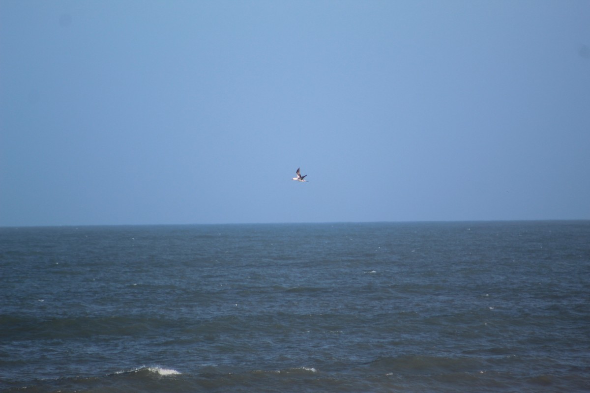 Northern Gannet - ML195300121