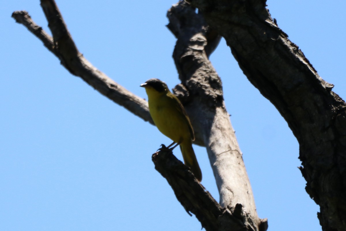 Southern Yellowthroat - ML195300191