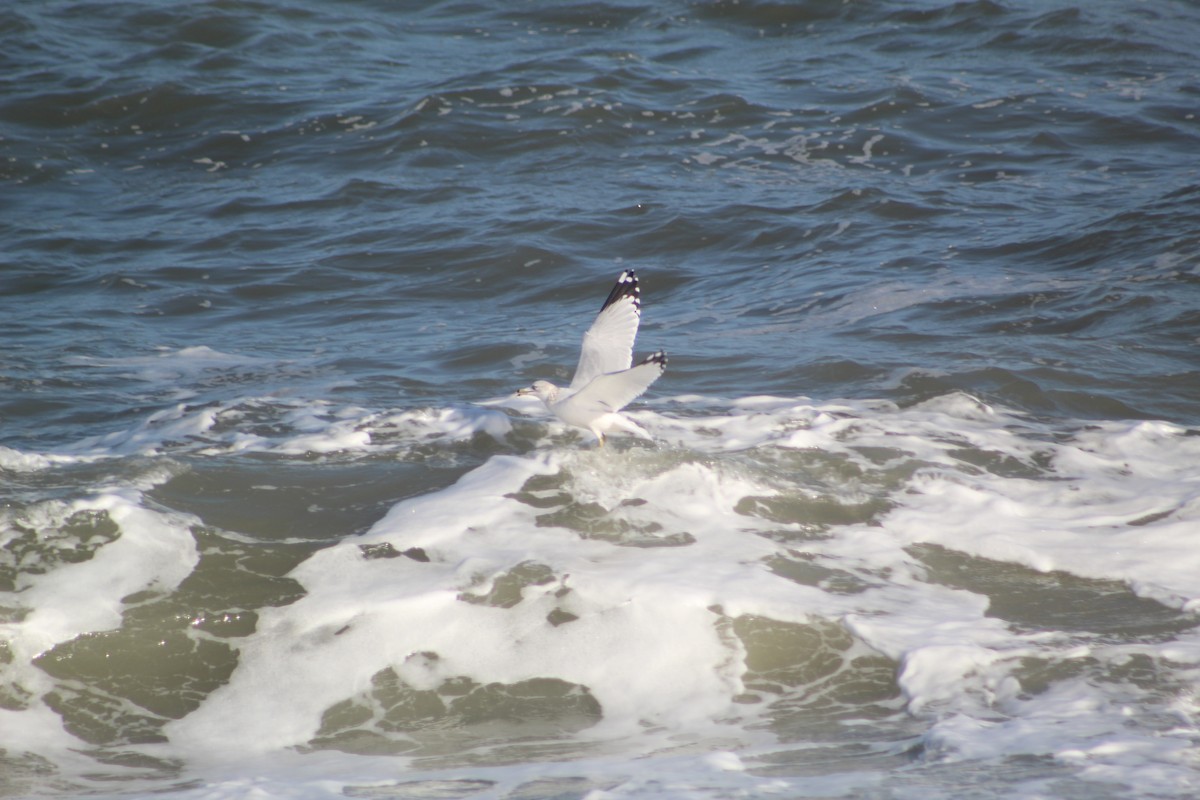 Ring-billed Gull - ML195300481