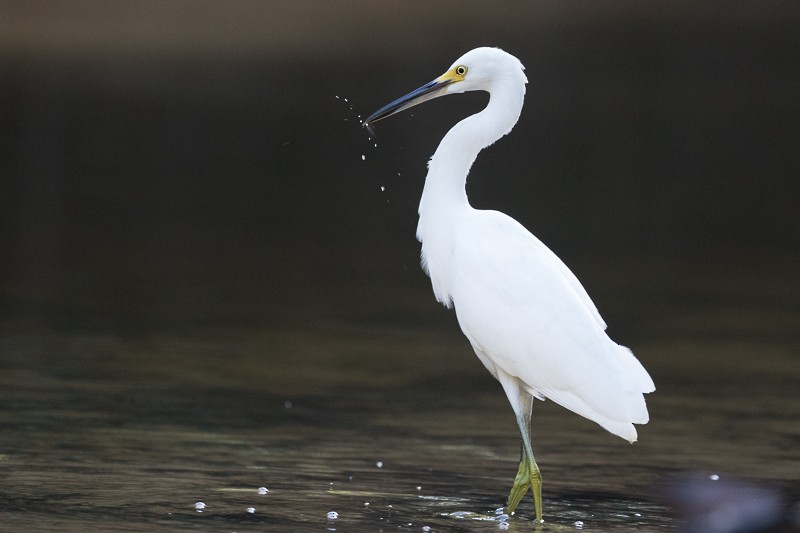 Snowy Egret - ML195301661