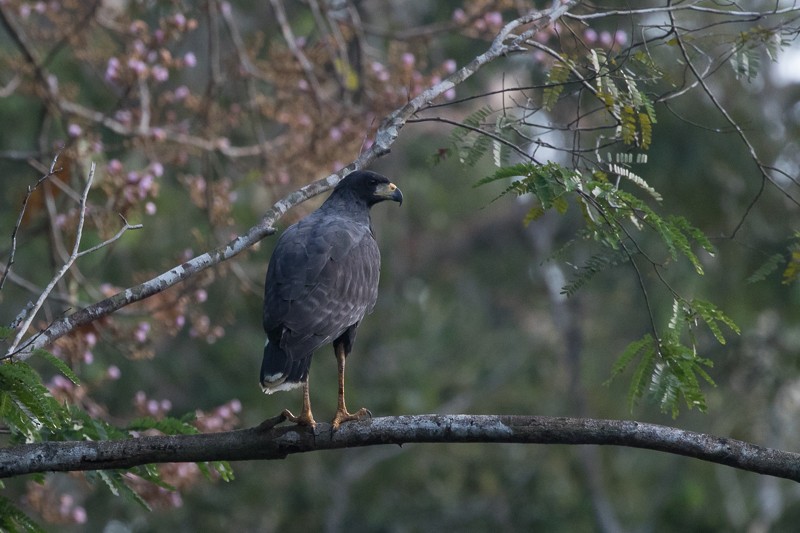 Great Black Hawk - ML195301721