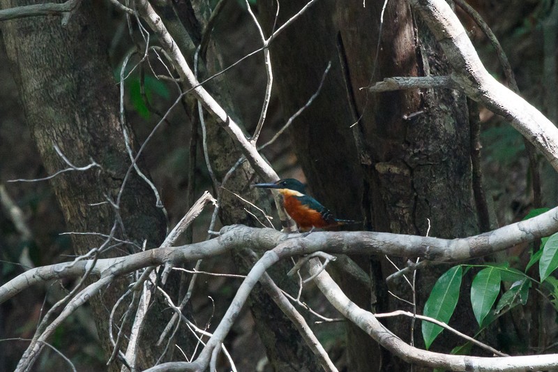 Green-and-rufous Kingfisher - ML195301791