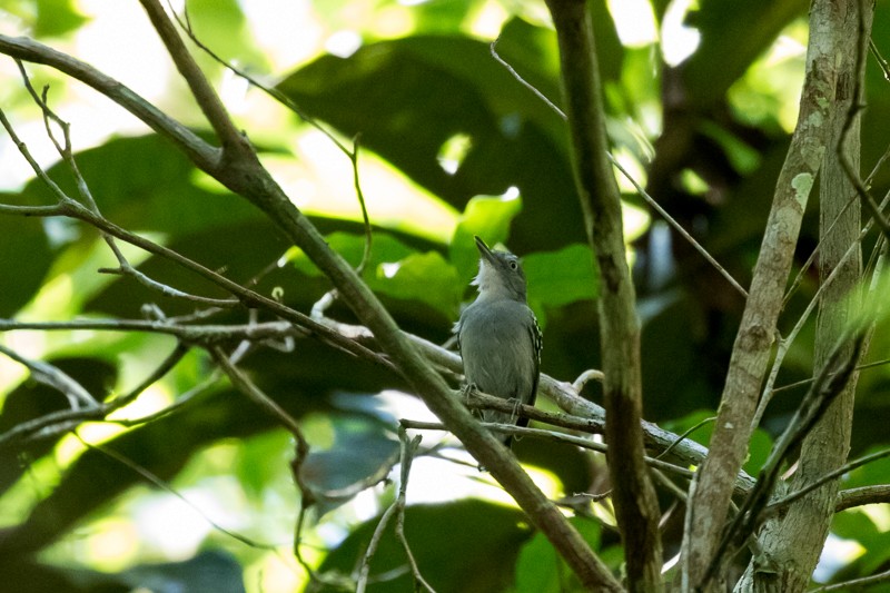 Pearly Antshrike - ML195301851