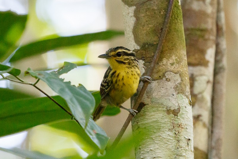 Yellow-browed Antbird - ML195302001