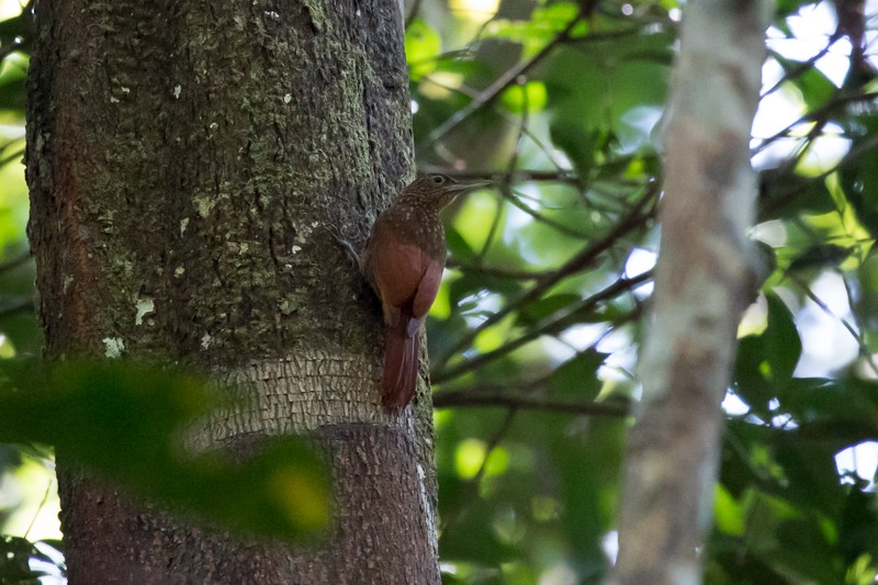 Elegant Woodcreeper - ML195302051