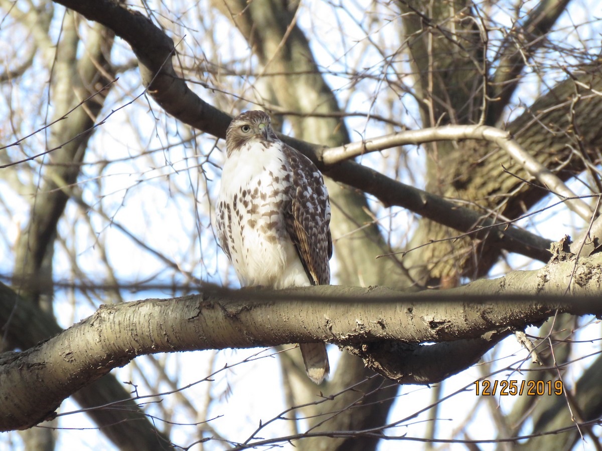 Red-tailed Hawk - ML195302631