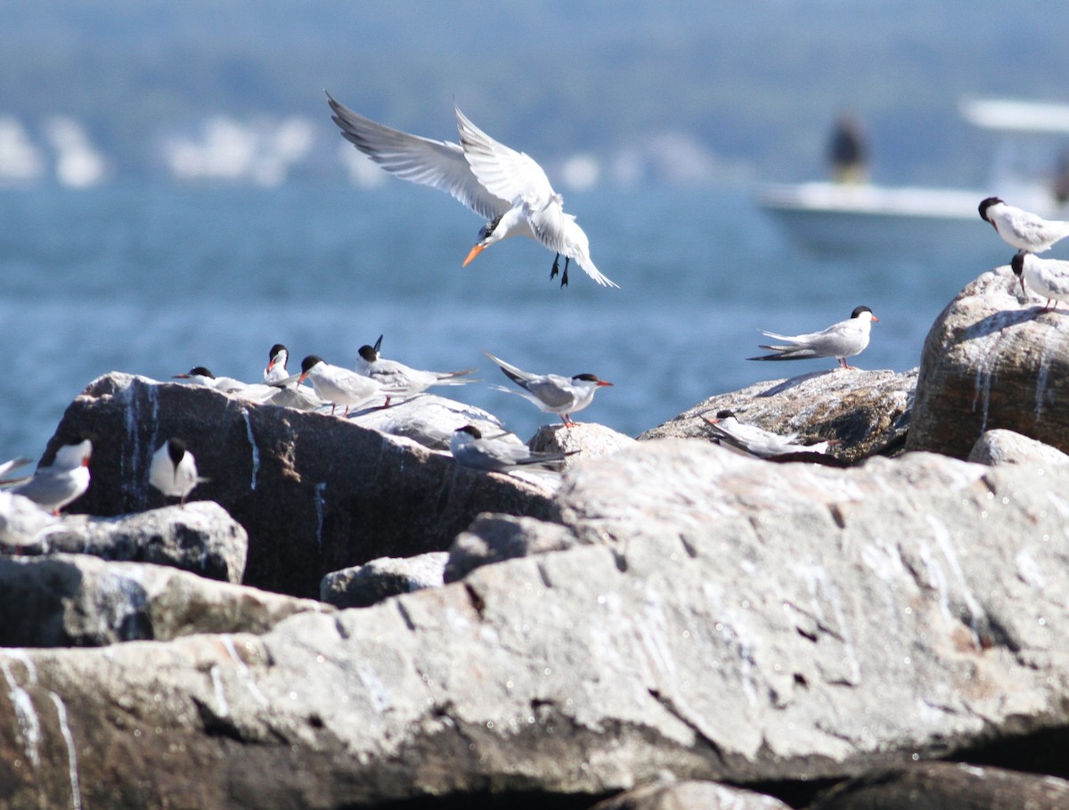 Royal Tern - ML195302691