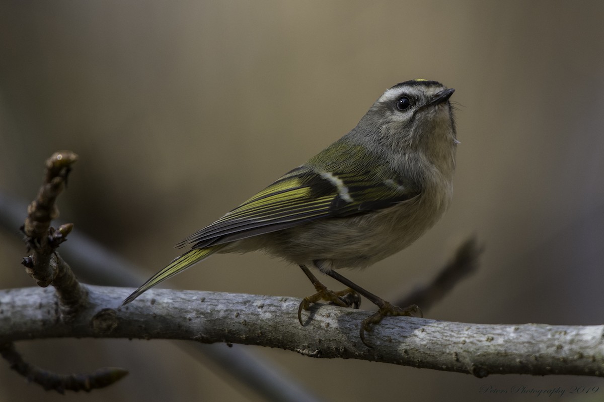 Golden-crowned Kinglet - ML195303131