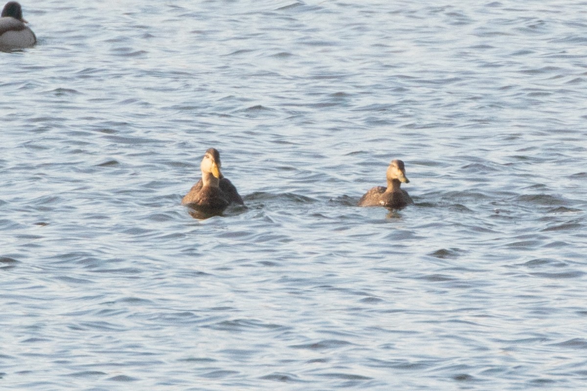 American Black Duck - ML195304591