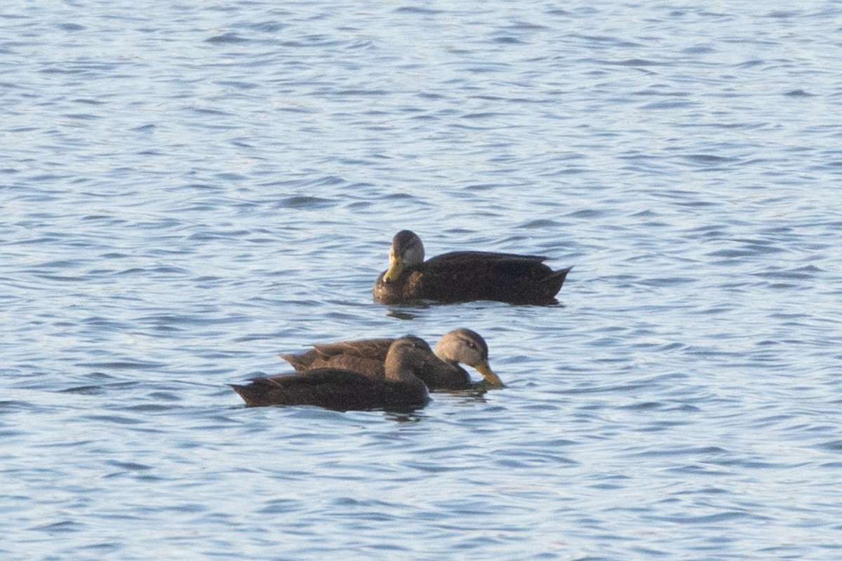 American Black Duck - ML195304611