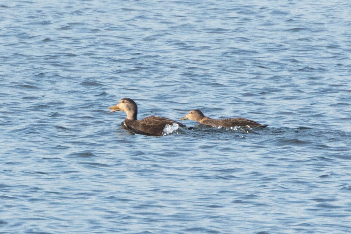 American Black Duck - ML195304621