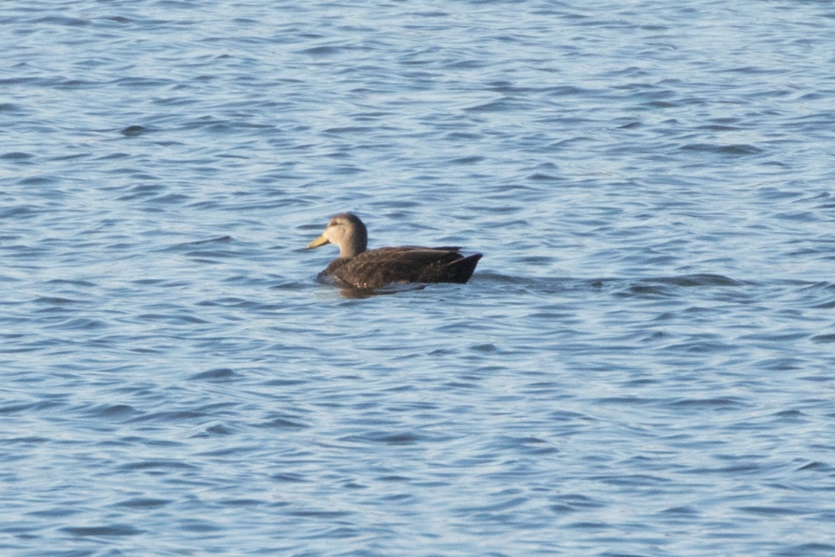 American Black Duck - ML195304641