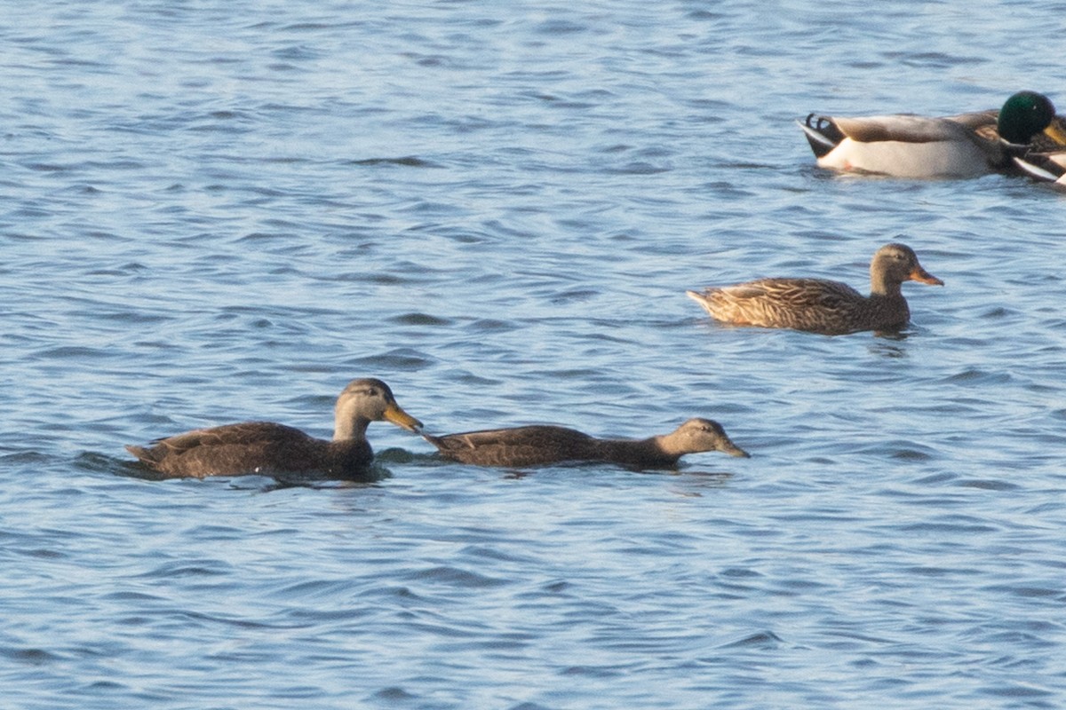 American Black Duck - ML195304661