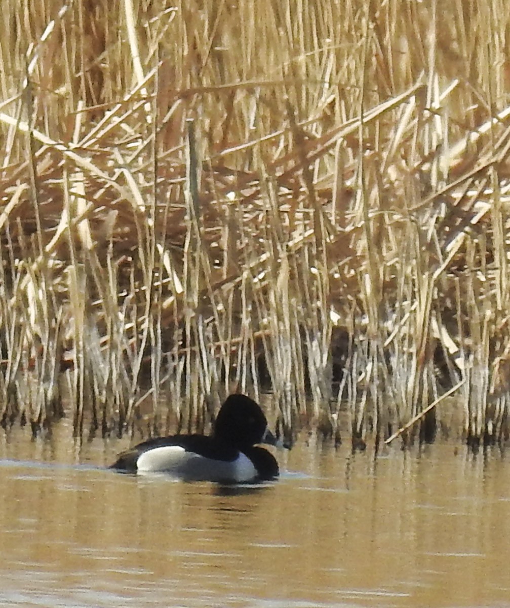 ringand - ML195305461